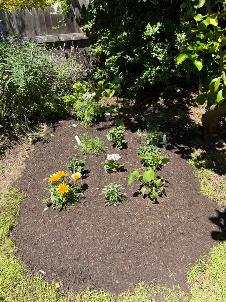 Picked up free compost from the city of Berkeley. I'm told that this will fill out more in the coming months.